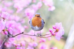 Robin sitting on a branch with a pink flower.